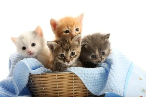 Kedi Ürünleri
