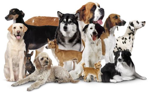 Köpek Ürünleri