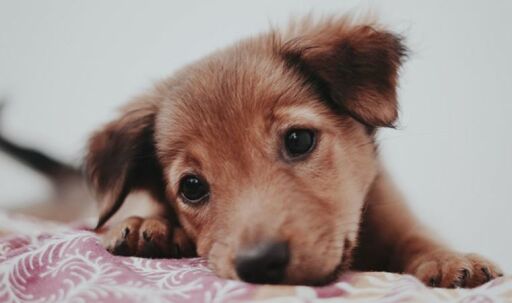 Yavru Köpek Konservesi